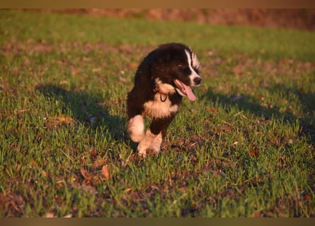 Border collies FCI