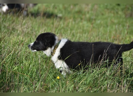 Border collies FCI
