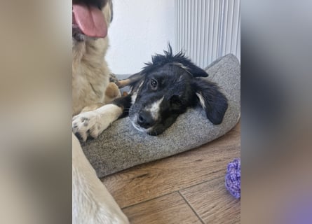 Feli Border-Aussie Mix sucht Traumplatz