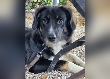 Feli Border-Aussie Mix sucht Traumplatz