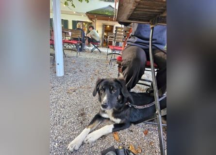 Feli Border-Aussie Mix sucht Traumplatz