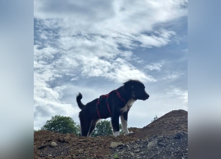 Feli Border-Aussie Mix sucht Traumplatz