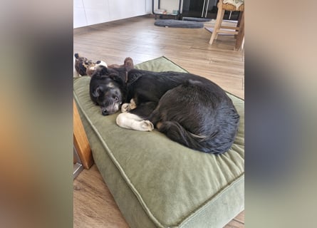 Feli Border-Aussie Mix sucht Traumplatz