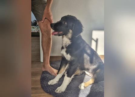Feli Border-Aussie Mix sucht Traumplatz