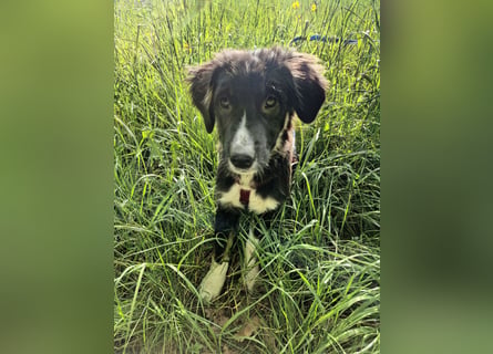 Feli Border-Aussie Mix sucht Traumplatz