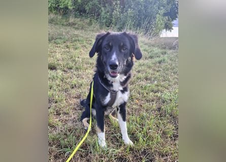 Feli Border-Aussie Mix sucht Traumplatz