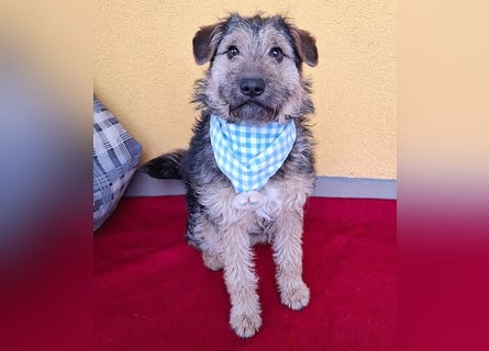 superlieber kleiner Lausbub TEDDY - 1 Jahr, 38cm(8,5kg - Border Terrier-Mix