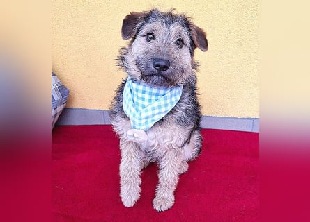 superlieber kleiner Lausbub TEDDY - 1 Jahr, 38cm(8,5kg - Border Terrier-Mix