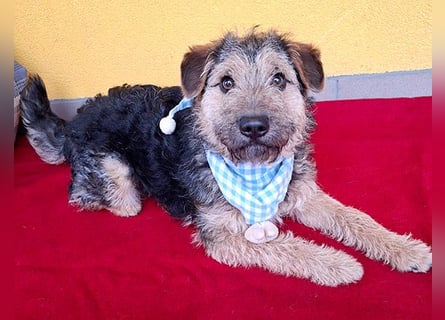 superlieber kleiner Lausbub TEDDY - 1 Jahr, 38cm(8,5kg - Border Terrier-Mix