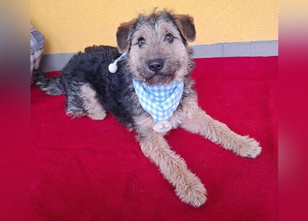 superlieber kleiner Lausbub TEDDY - 1 Jahr, 38cm(8,5kg - Border Terrier-Mix