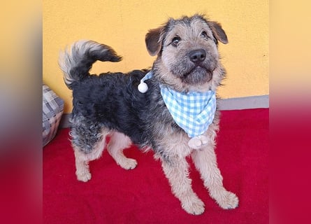 superlieber kleiner Lausbub TEDDY - 1 Jahr, 38cm(8,5kg - Border Terrier-Mix