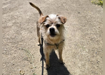 Loki: kleiner Struwel sucht Geborgenheit