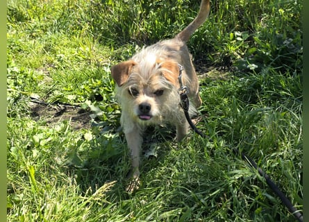 Loki: kleiner Struwel sucht Geborgenheit