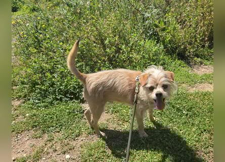 Loki: kleiner Struwel sucht Geborgenheit