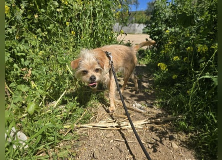 Loki: kleiner Struwel sucht Geborgenheit