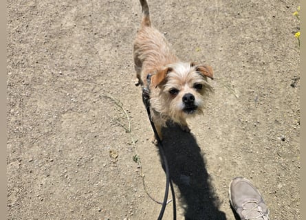 Loki: kleiner Struwel sucht Geborgenheit