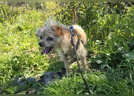 Loki: kleiner Struwel sucht Geborgenheit