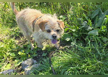 Loki: kleiner Struwel sucht Geborgenheit