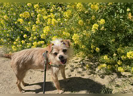 Loki: kleiner Struwel sucht Geborgenheit