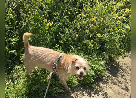 Loki: kleiner Struwel sucht Geborgenheit