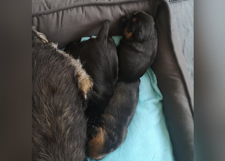 Border Terrier Welpen