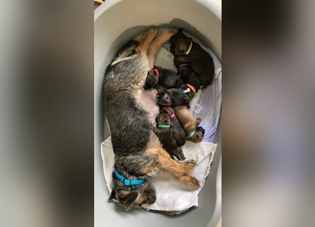 Border Terrier Welpen
