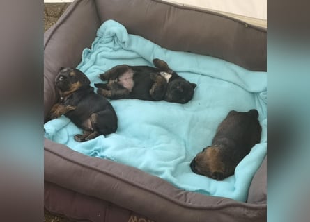 Border Terrier Welpen