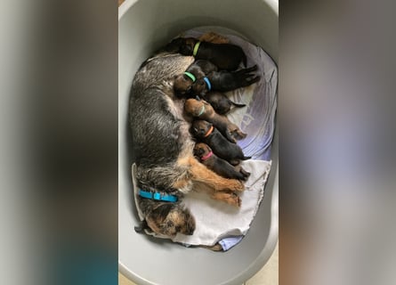 Border Terrier Welpen