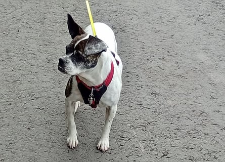 TYPISCH BOSTON TERRIER ⚡️IZZY⚡️- Bereits in Deutschland