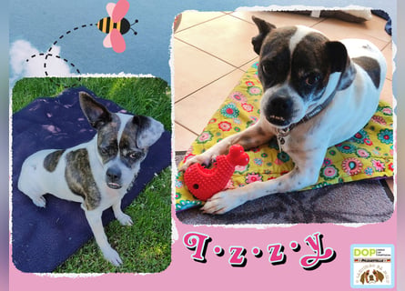 ♥️ IZZY - ein liebes wildes Hummelchen - sucht ein Zuhause !