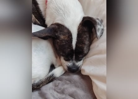 Terrier Mix ♥️ Izzy - in 67697 auf Pflegestelle - sucht ein Für-immer-Zuhause