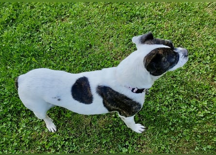 TYPISCH BOSTON TERRIER ⚡️IZZY⚡️- Bereits in Deutschland