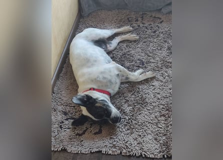 ♥️ IZZY - ein liebes wildes Hummelchen - sucht ein Zuhause !