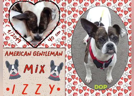 ♥️ IZZY ♥️ Super Lieb -  Bereits in Deutschland - Boston Terrier Mix