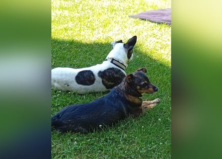 Terrier Mix ♥️ Izzy - in 67697 auf Pflegestelle - sucht ein Für-immer-Zuhause