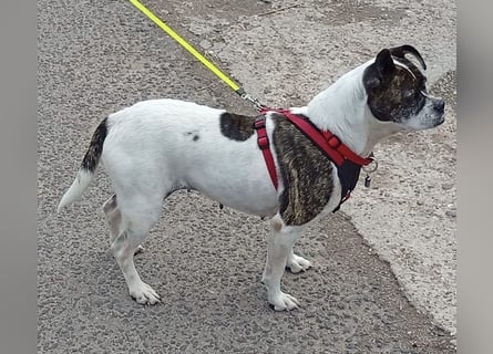 TYPISCH BOSTON TERRIER ⚡️IZZY⚡️- Bereits in Deutschland