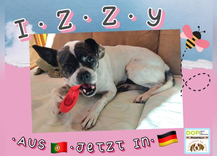 Liebe wilde Hummel ♦️IZZY♦️sucht ein Für•Immer•Zuhause !!