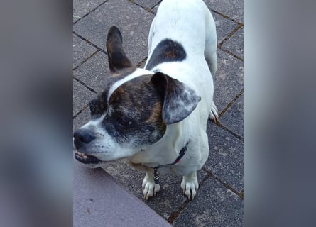 IZZY ♥️in 67697 auf Pflegestelle♥️ ein fröhliches Boston Terrier Mix Mädel