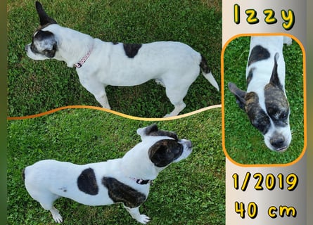 ♥️ IZZY - ein liebes wildes Hummelchen - sucht ein Zuhause !