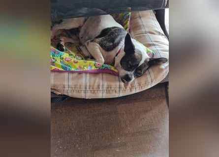 TYPISCH BOSTON TERRIER ⚡️IZZY⚡️- Bereits in Deutschland