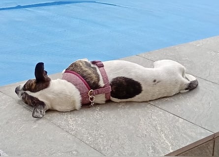 IZZY ♥️in 67697 auf Pflegestelle♥️ ein fröhliches Boston Terrier Mix Mädel