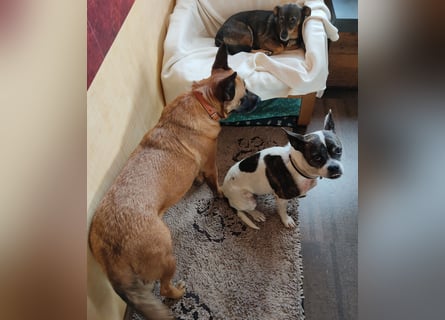 Terrier Mix ♥️ Izzy - in 67697 auf Pflegestelle - sucht ein Für-immer-Zuhause