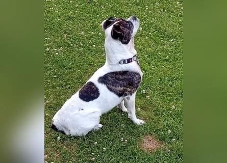 IZZY ♥️in 67697 auf Pflegestelle♥️ ein fröhliches Boston Terrier Mix Mädel