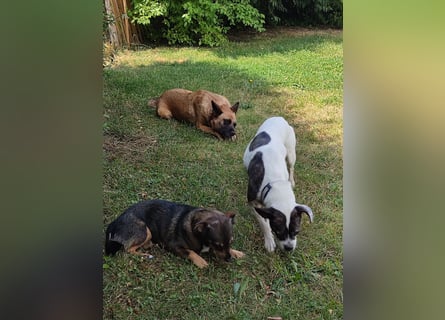 IZZY ♥️ Super Lieb & Unkompliziert - Bereits in Deutschland