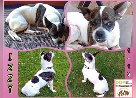 IZZY ♥️in 67697 auf Pflegestelle♥️ ein fröhliches Boston Terrier Mix Mädel