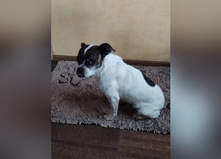 TYPISCH BOSTON TERRIER ⚡️IZZY⚡️- Bereits in Deutschland