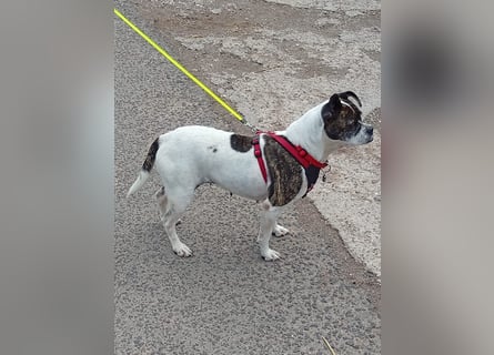 TYPISCH BOSTON TERRIER ⚡️IZZY⚡️- Bereits in Deutschland