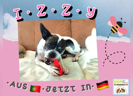 Liebe wilde Hummel ♦️IZZY♦️sucht ein Für•Immer•Zuhause !!