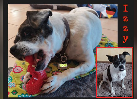 Terrier Mix ♥️ Izzy - in 67697 auf Pflegestelle - sucht ein Für-immer-Zuhause
