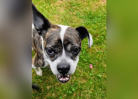 TYPISCH BOSTON TERRIER ⚡️IZZY⚡️- Bereits in Deutschland